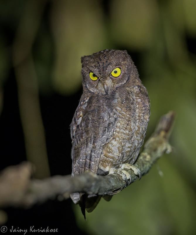 Nicobar scops owl Nicobar Scopsowl Otus alius videos photos and sound recordings
