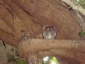 Nicobar scops owl More on Otus alius Nicobar scops owl