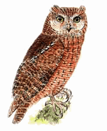 Nicobar scops owl Nicobar Scops Owl Otus alius Planet of Birds