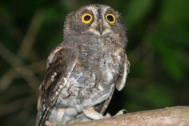 Nicobar scops owl Oriental Bird Club Image Database Nicobar Scops Owl Otus alius