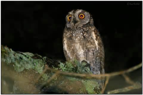 Nicobar scops owl More on Otus alius Nicobar scops owl