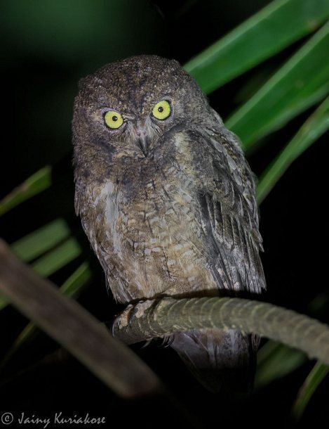 Nicobar scops owl Oriental Bird Club Image Database Nicobar Scops Owl Otus alius