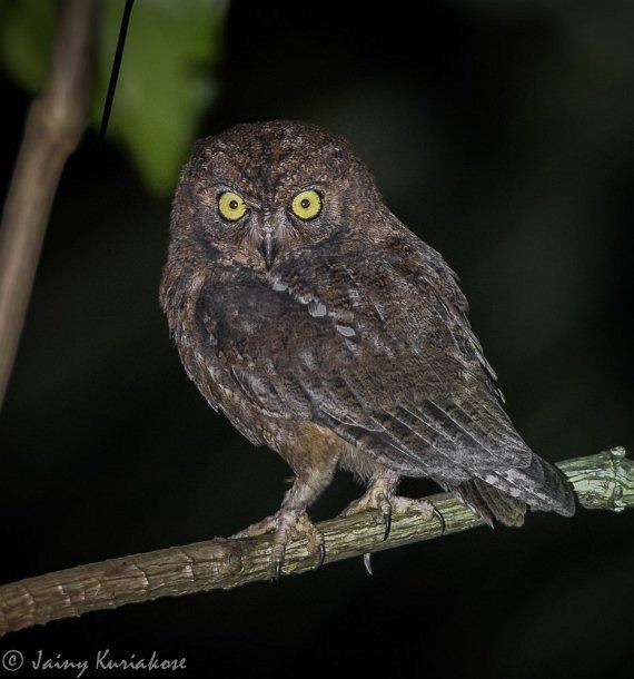 Nicobar scops owl orientalbirdimagesorgimagesdatanicobarscopsow