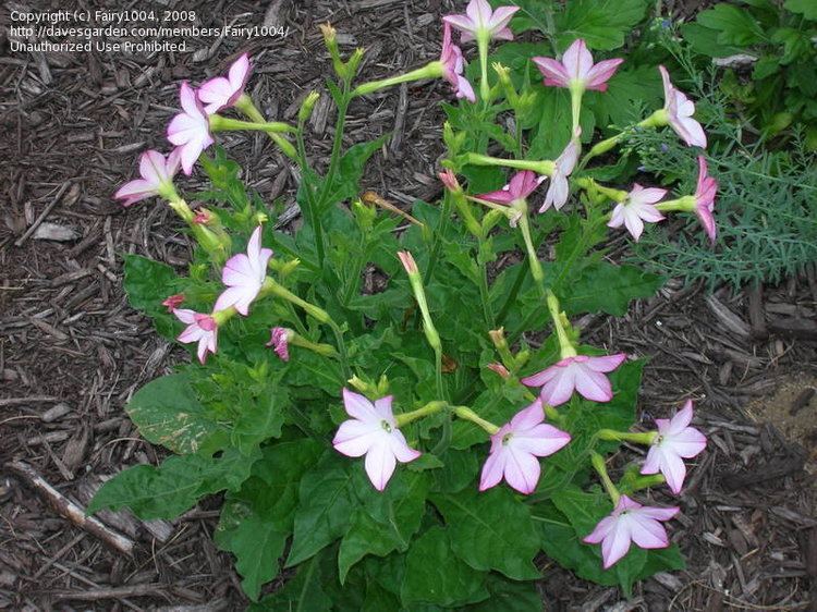 Nicotiana × sanderae PlantFiles Pictures Flowering Tobacco 39Avalon Bright Pink