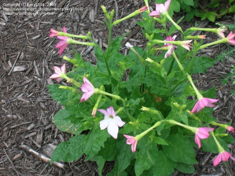 Nicotiana × sanderae PlantFiles Pictures Flowering Tobacco 39Avalon Bright Pink