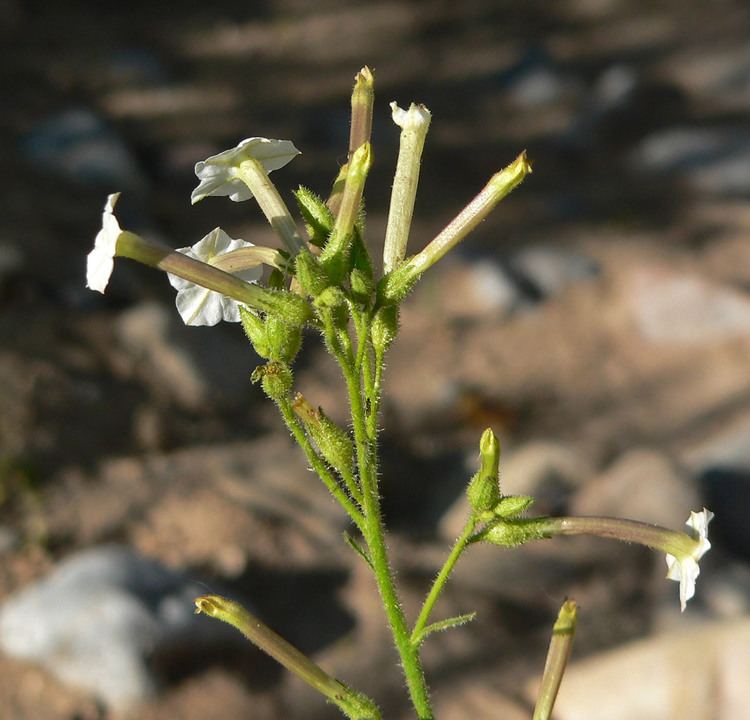 Nicotiana attenuata Nicotiana attenuata Coyote Tobacco plant lust