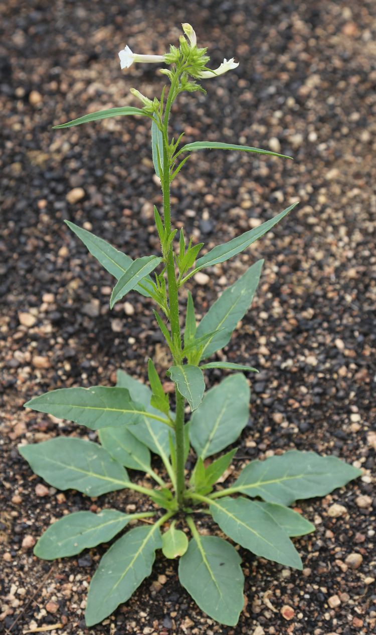 Nicotiana attenuata FileCoyote tobacco Nicotiana attenuata plantjpg Wikimedia Commons