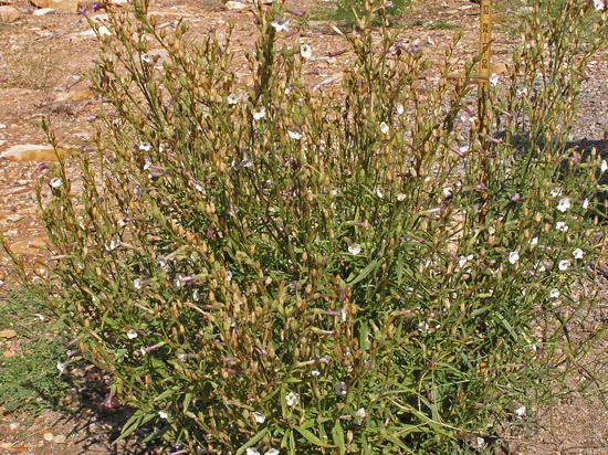 Nicotiana attenuata Southwest Colorado Wildflowers Nicotiana attenuata