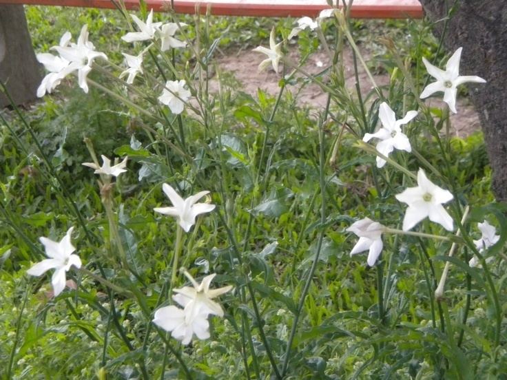 Nicotiana longiflora 1000 images about Nicotiana on Pinterest Gardens Sweet peas and