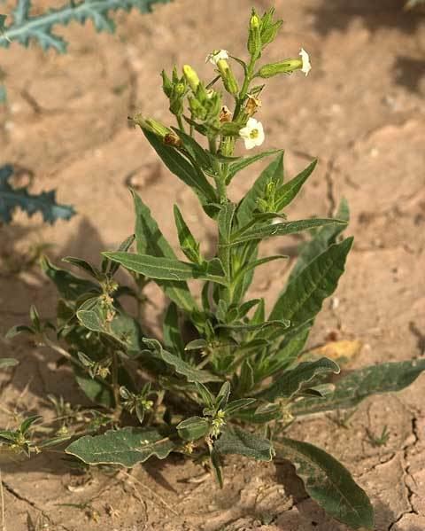 Nicotiana obtusifolia - Alchetron, The Free Social Encyclopedia