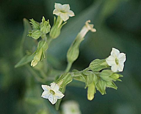 Nicotiana obtusifolia - Alchetron, The Free Social Encyclopedia