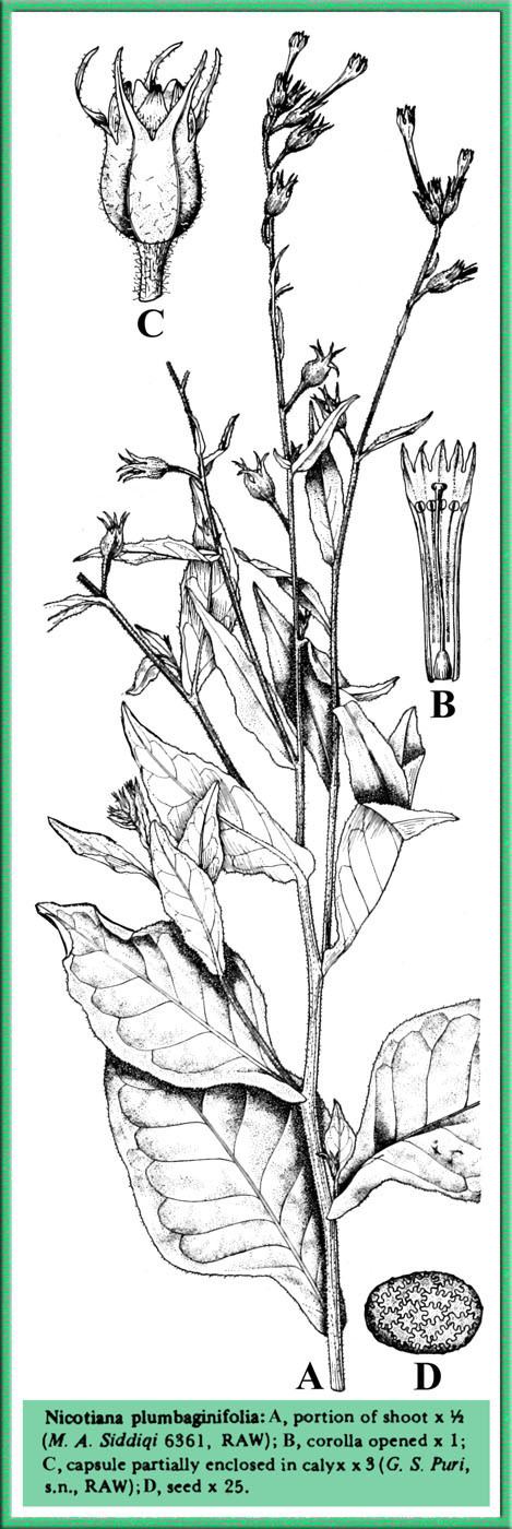 Nicotiana plumbaginifolia Illustration Nicotiana plumbaginifolia