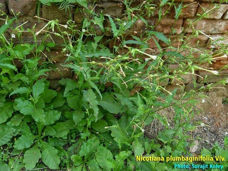 Nicotiana plumbaginifolia 2bpblogspotcomBGh3OljYZaEVOShJ1OdZcIAAAAAAA