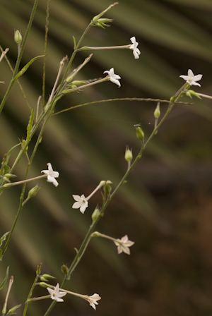 Nicotiana plumbaginifolia Regional Conservation