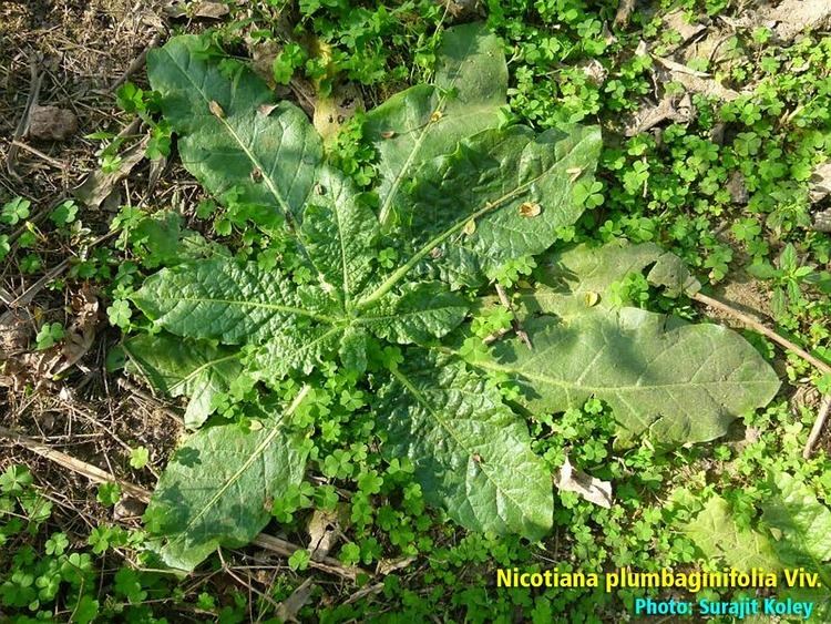 Nicotiana plumbaginifolia Medicinal Plants Nicotiana plumbaginifolia