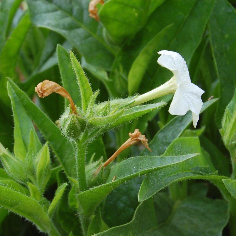 Nicotiana quadrivalvis Nicotiana quadrivalvis Tobacco Seeds All Good Things Organic Seeds