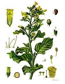 Nicotiana rustica httpsuploadwikimediaorgwikipediacommonsthu
