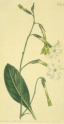 Nicotiana suaveolens httpsuploadwikimediaorgwikipediacommonsthu
