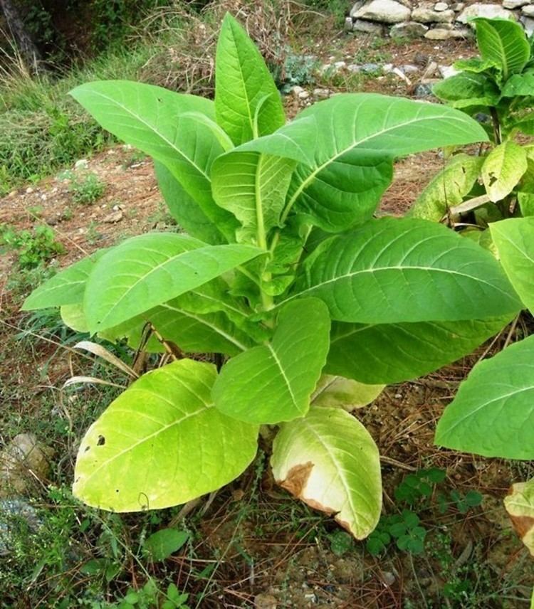Nicotiana tabacum Nicotiana tabacum cultivated tobacco Go Botany