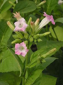 Nicotiana tabacum httpsuploadwikimediaorgwikipediacommonsthu
