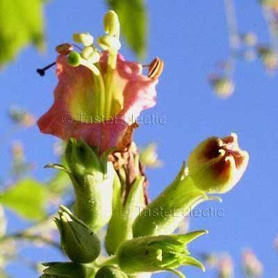 Nicotiana tomentosiformis Nicotiana tomentosiformis 25 seeds WILD TALL Impressive BOLIVIAN