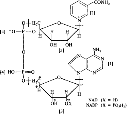 Nicotinamide adenine dinucleotide Nicotinamide adenine dinucleotide Article about nicotinamide