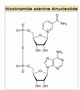 Nicotinamide adenine dinucleotide Multiple Sclerosis Research Nicotinamide adenine dinucleotide