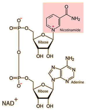 Nicotinamide adenine dinucleotide Nicotinamide adenine dinucleotide