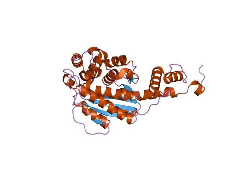 Nicotinate-nucleotide—dimethylbenzimidazole phosphoribosyltransferase