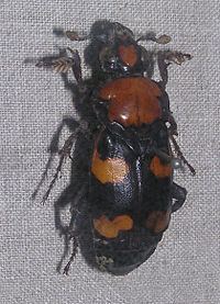 Nicrophorus americanus httpsuploadwikimediaorgwikipediacommonsthu