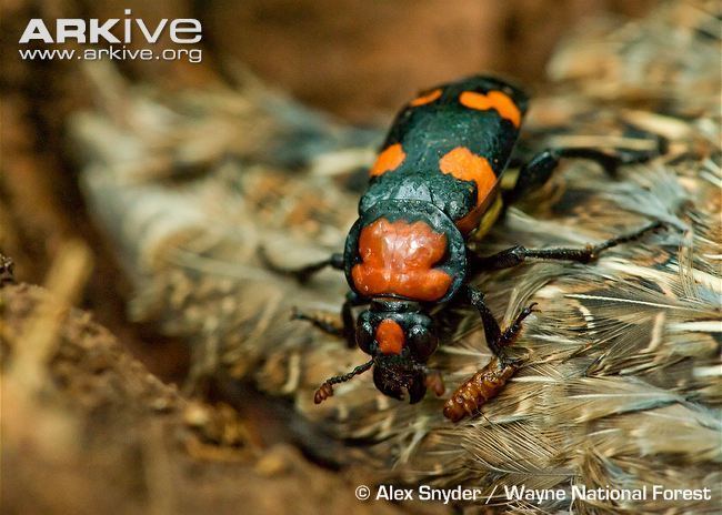 Nicrophorus americanus American burying beetle videos photos and facts Nicrophorus