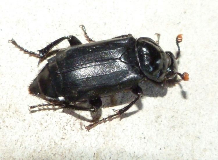 Nicrophorus humator Black Sexton Beetle Nicrophorus humator NatureSpot