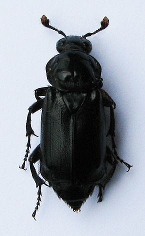 Nicrophorus humator httpsuploadwikimediaorgwikipediacommonsthu