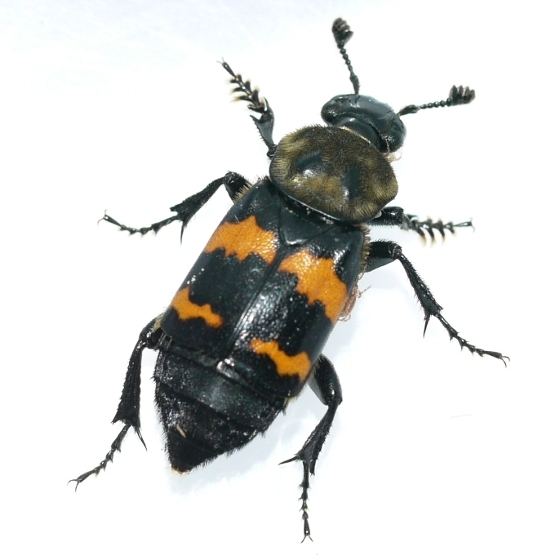 Nicrophorus tomentosus Sexton Beetle Nicrophorus tomentosus BugGuideNet