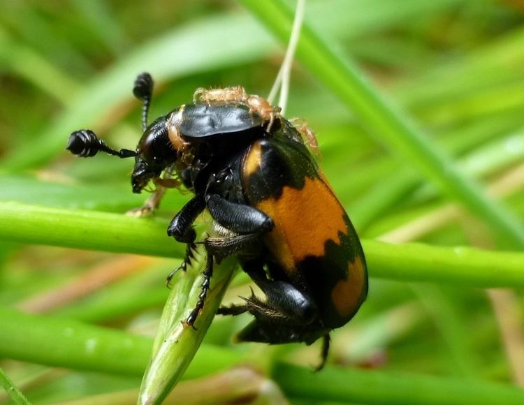 Nicrophorus vespilloides Common Sexton Beetle Nicrophorus vespilloides NatureSpot