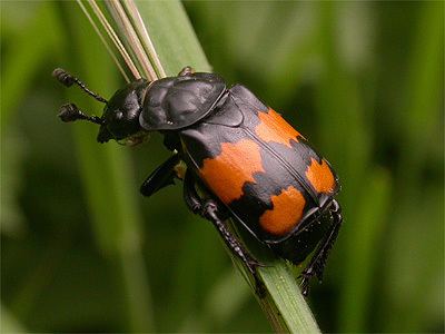 Nicrophorus vespilloides Nichrophorus vespilloides