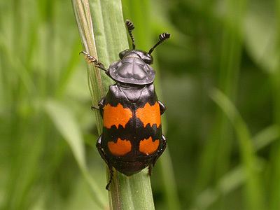 Nicrophorus vespilloides wwweakringbirdscomeakringbirds3nicrophorusvesp