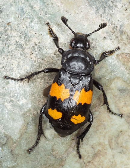 Nicrophorus vespilloides Sexton Beetle Nicrophorus vespilloides BugGuideNet