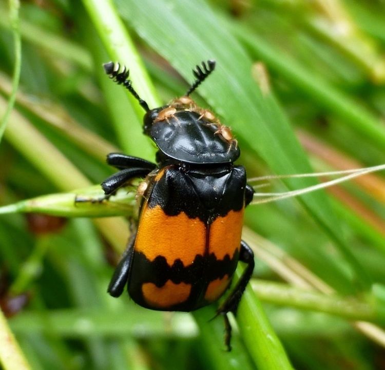 Nicrophorus vespilloides Common Sexton Beetle Nicrophorus vespilloides NatureSpot