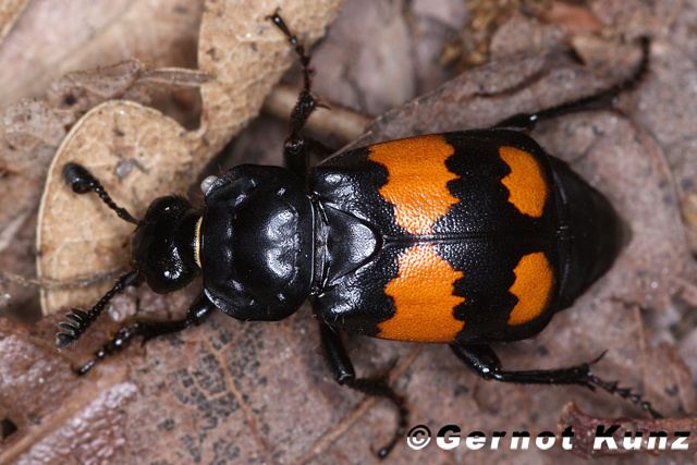 Nicrophorus vespilloides vespilloides Schwarzhrniger Totengrber12