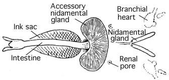 Nidamental gland