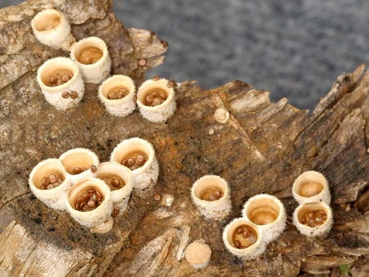 Nidula California Fungi Nidula niveotomentosa