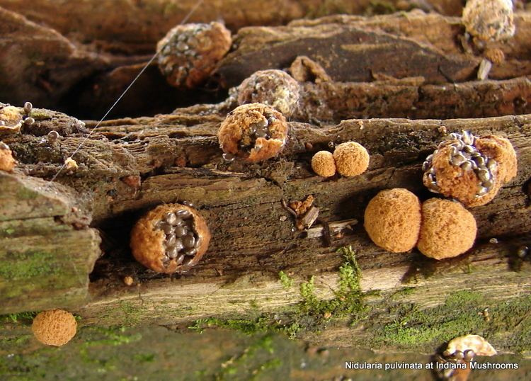 Nidularia Nidularia pulvinata at Indiana Mushrooms