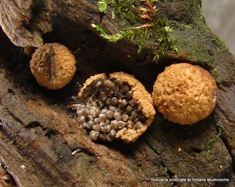 Nidularia Nidularia pulvinata at Indiana Mushrooms