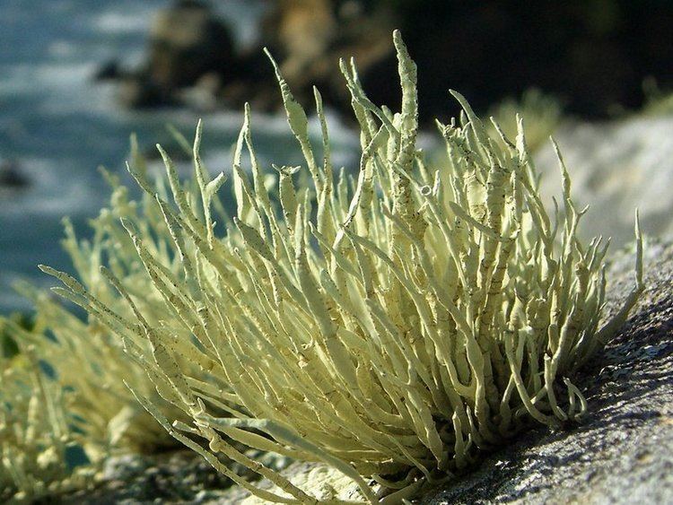 Niebla homalea Ways of Enlichenment Lichens of North America