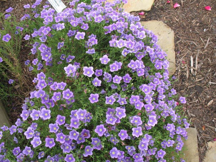 Nierembergia Online Plant Guide Nierembergia scoparia 39Purple Robe39 Purple