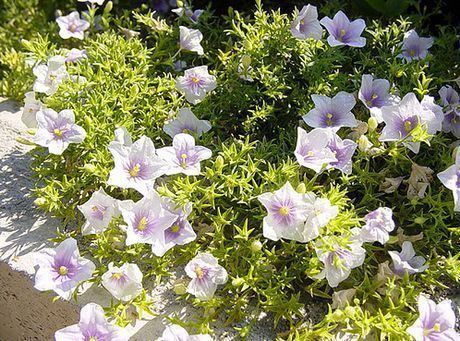 Nierembergia Nierembergia Plant How to Grow Cupflower Gardeners HQ