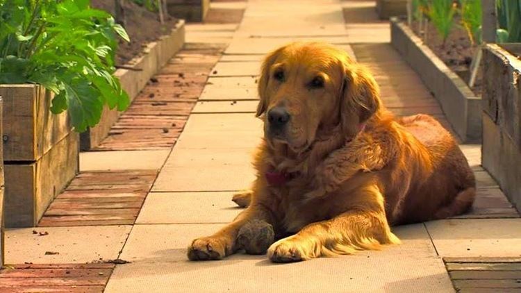 Nigel (dog) THE GRNMARK BLOG The real star of Gardeners39 World is a golden