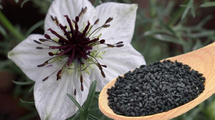 Sativa in malay nigella Black Seed
