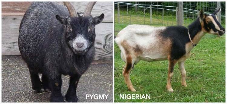 Nigerian Dwarf goat Nigerian vs Pygmy Goats Which is best